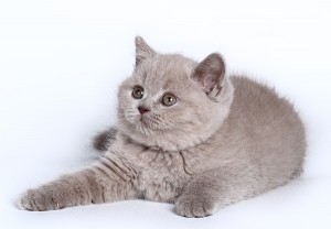 Лиловый британский котенок. Котенок британец лилового окраса          